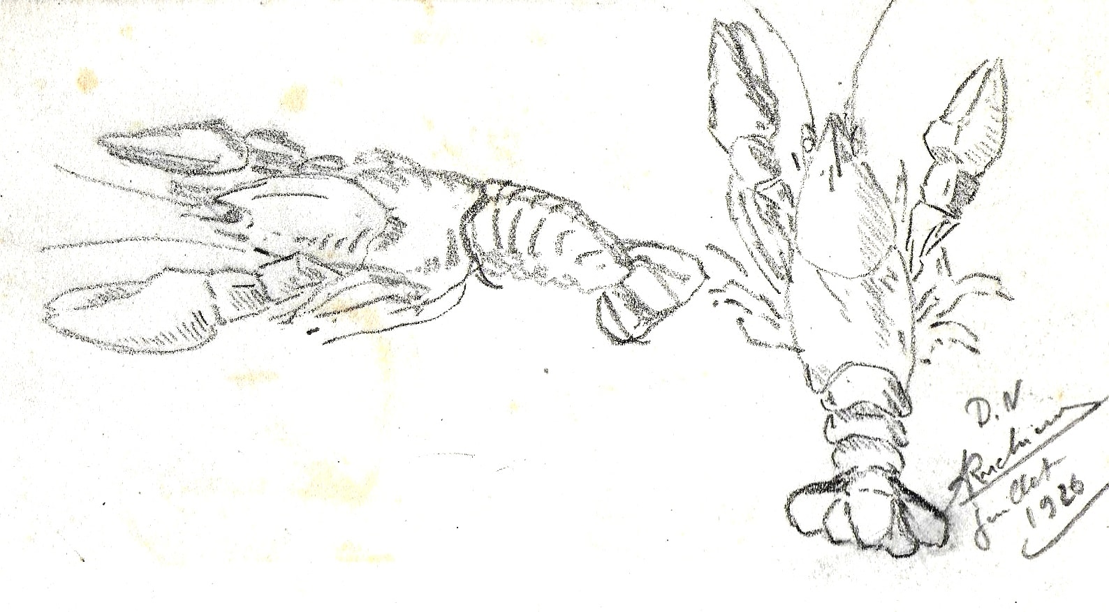 Dessin préparatoire aux écrevisses juillet 1926